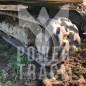 Cingolo in gomma 180X60X35 montato su macchinario